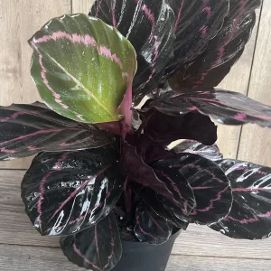 Calathea Dottie Live Plant – 6-inch Potted Houseplant – Pink & Black Foliage Indoor - Image 3