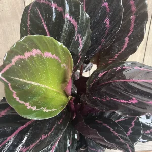 Calathea Dottie Live Plant – 6-inch Potted Houseplant – Pink & Black Foliage Indoor - Image 1