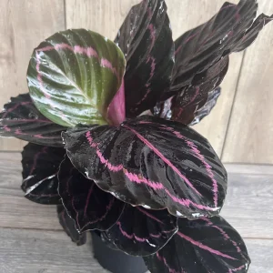 Calathea Dottie Live Plant – 6-inch Potted Houseplant – Pink & Black Foliage Indoor - Image 4