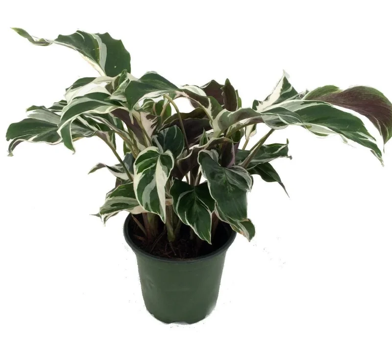 dracaena deremensis lisa Dracaena Deremensis | Lisa Cane | 10