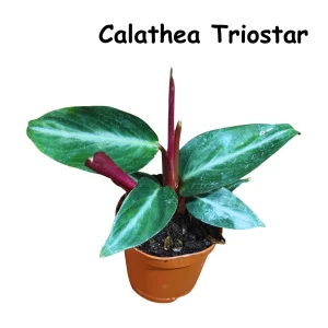 Calathea Live Plant Set Assorted - 2” Potted Prayer Plants - Calathea Roseopicta Rosy, Lancifolia, Dottie, Makoyana - Gift Houseplants - Image 10
