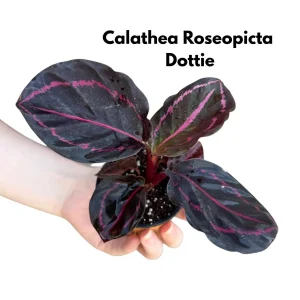 Calathea Live Plant Set Assorted - 2” Potted Prayer Plants - Calathea Roseopicta Rosy, Lancifolia, Dottie, Makoyana - Gift Houseplants - Image 6