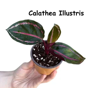 Calathea Live Plant Set Assorted - 2” Potted Prayer Plants - Calathea Roseopicta Rosy, Lancifolia, Dottie, Makoyana - Gift Houseplants - Image 9