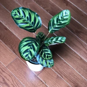 Calathea Makoyana Live Plant – Peacock Plant – 4 inch Pot – Indoor Houseplant - Image 2