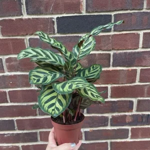 Calathea Makoyana Live Plant – Peacock Plant – 4 inch Grow Pot – Indoor Houseplant - Image 2