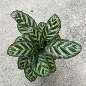 Calathea Makoyana Live Plant – Peacock Plant – 4 inch Grow Pot – Indoor Houseplant - Image 1