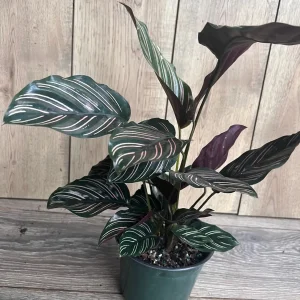 Calathea Ornata Live Plant – 6 Inch Pot – Indoor Prayer Plant with Pink Stripes - Image 3