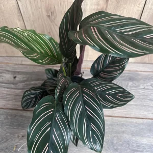 Calathea Ornata Live Plant – 6 Inch Pot – Indoor Prayer Plant with Pink Stripes - Image 1