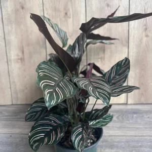 Calathea Ornata Live Plant – 6 Inch Pot – Indoor Prayer Plant with Pink Stripes - Image 6