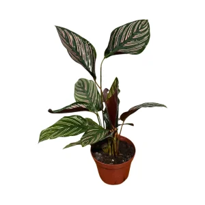 Calathea Ornata Pinstripe Live Plant - 4 inch Grow Pot - Easy Care Indoor Houseplant - Image 2
