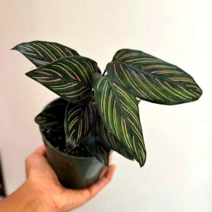 Calathea Ornata Pinstripe Live Plant – 4 inch Grow Pot – Indoor Houseplant - Image 2