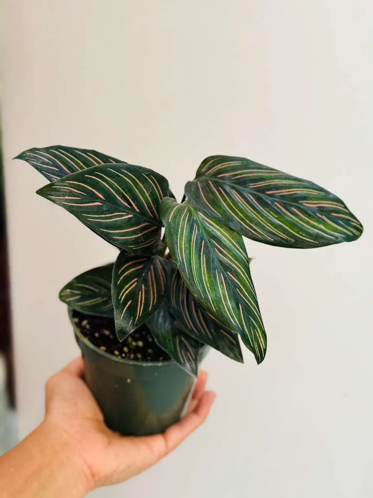 Calathea Ornata Pinstripe Live Plant – 4 inch Grow Pot – Indoor Houseplant - Image 3