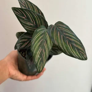 Calathea Ornata Pinstripe Live Plant – 4 inch Grow Pot – Indoor Houseplant - Image 4