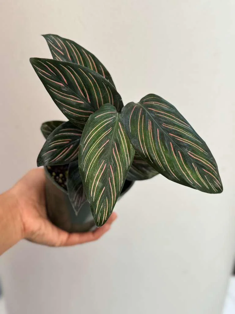 Calathea Ornata Pinstripe Live Plant – 4 inch Grow Pot – Indoor Houseplant - Image 4