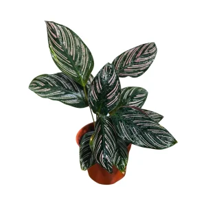Calathea Ornata Pinstripe Live Plant - 4 inch Grow Pot - Easy Care Indoor Houseplant - Image 5