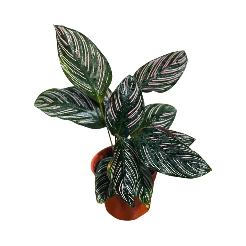 bilder vom drachenbaum Drachenbaum | Dracaena fragrans main image 0