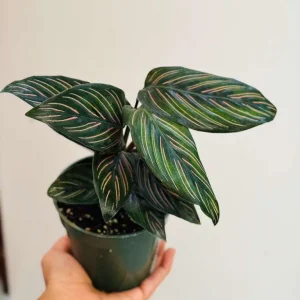 Calathea Ornata Pinstripe Live Plant – 4 inch Grow Pot – Indoor Houseplant - Image 5