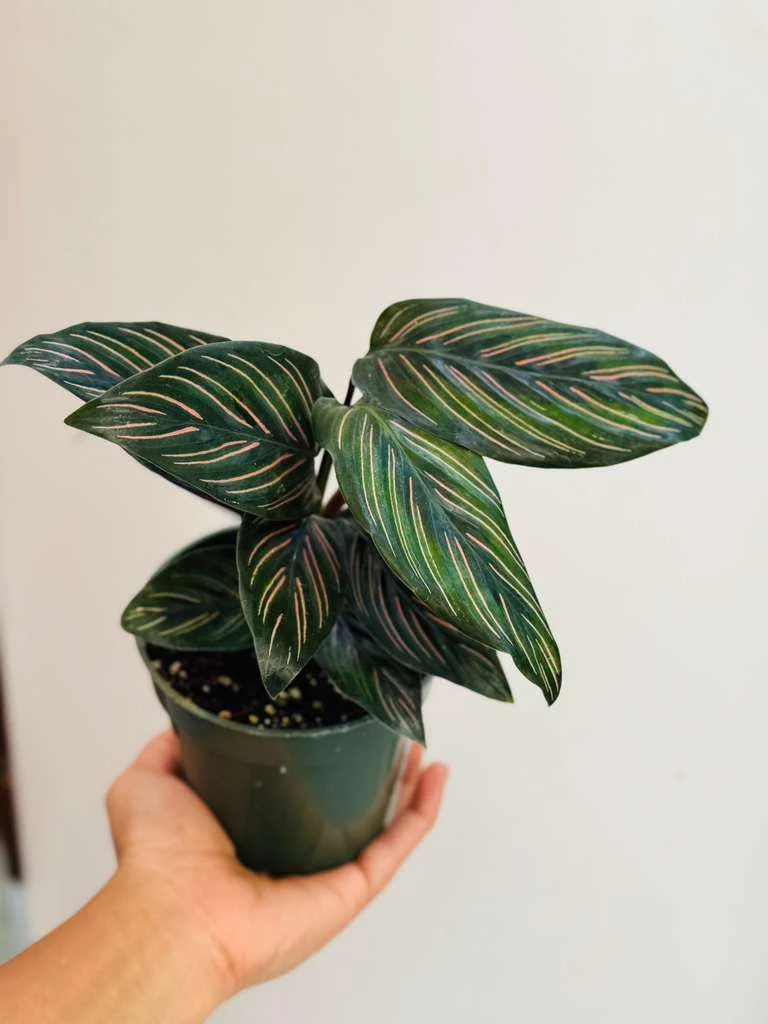 Calathea Ornata Pinstripe Live Plant – 4 inch Grow Pot – Indoor Houseplant - Image 5