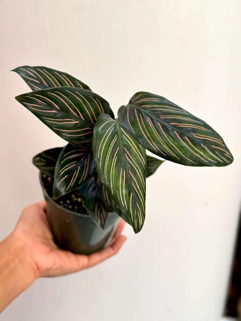 Calathea Ornata Pinstripe Live Plant – 4 inch Grow Pot – Indoor Houseplant - Image 6