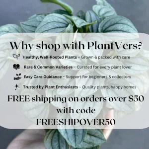 Calathea Ornata Pinstripe Live Plant – 4 inch Grow Pot – Indoor Houseplant - Image 7