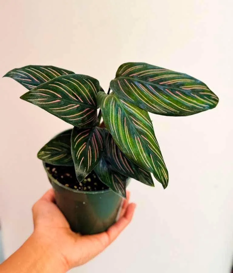 Calathea Ornata Pinstripe Live Plant – 4 inch Grow Pot – Indoor Houseplant - Image 1