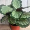 Calathea Picturata Live Plant – 6 Inch Pot – Indoor Houseplant for Home & Office - Image 1
