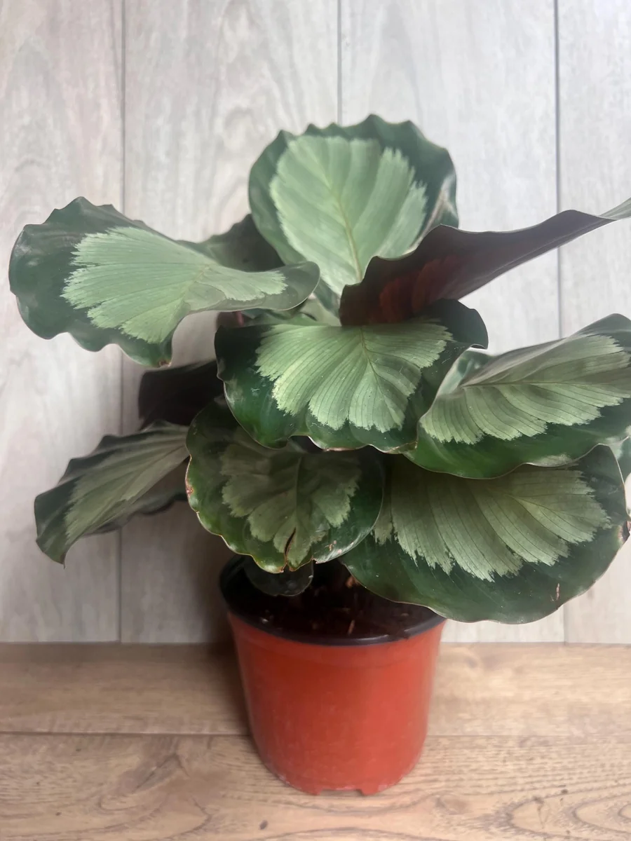 Calathea Picturata Live Plant – 6 Inch Pot – Indoor Houseplant for Home & Office - Image 2