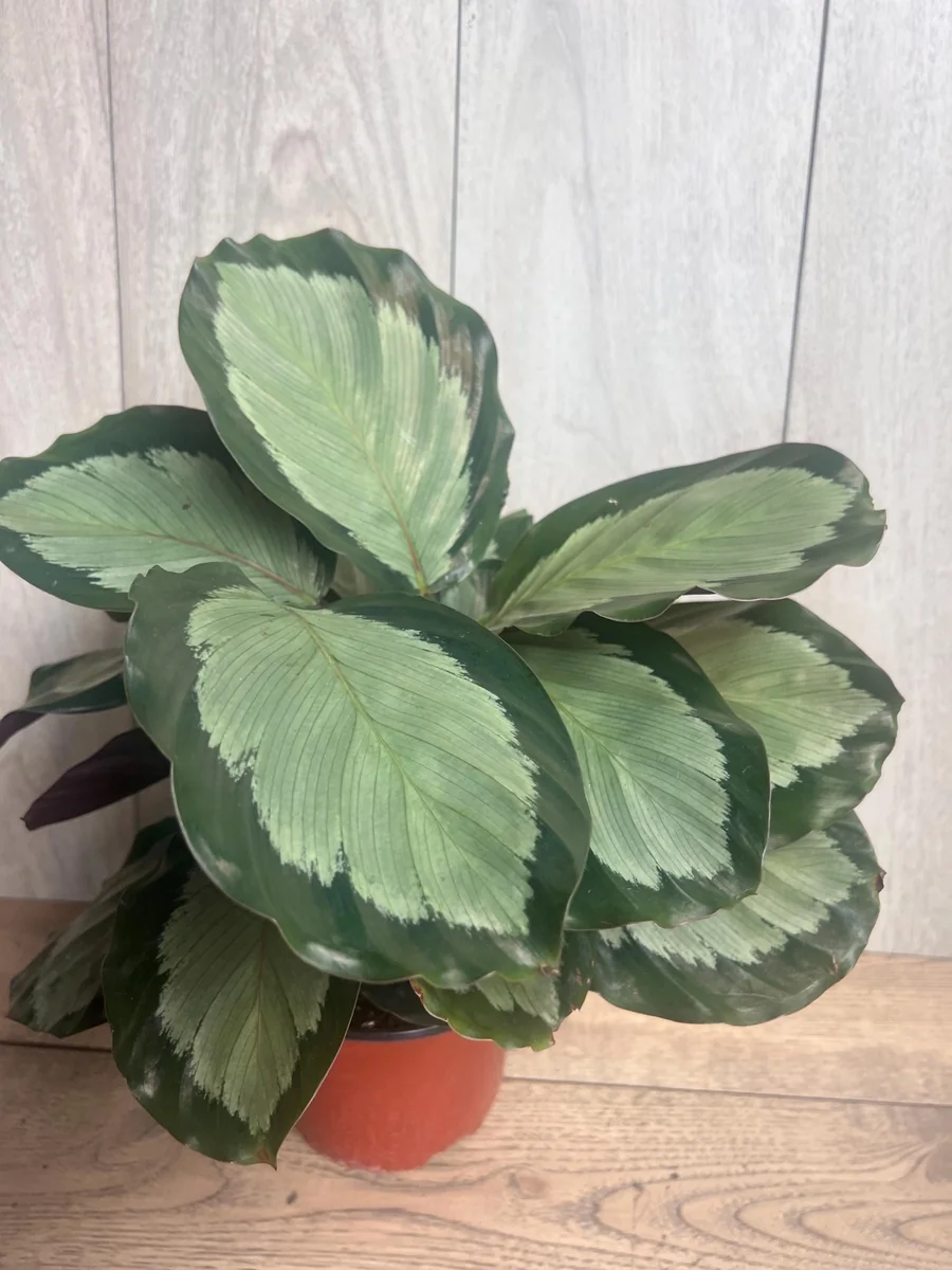 Calathea Picturata Live Plant – 6 Inch Pot – Indoor Houseplant for Home & Office - Image 3