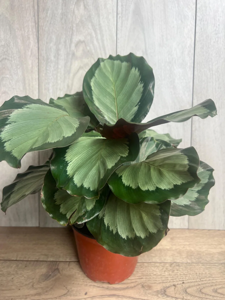 Calathea Picturata Live Plant – 6 Inch Pot – Indoor Houseplant for Home & Office - Image 4