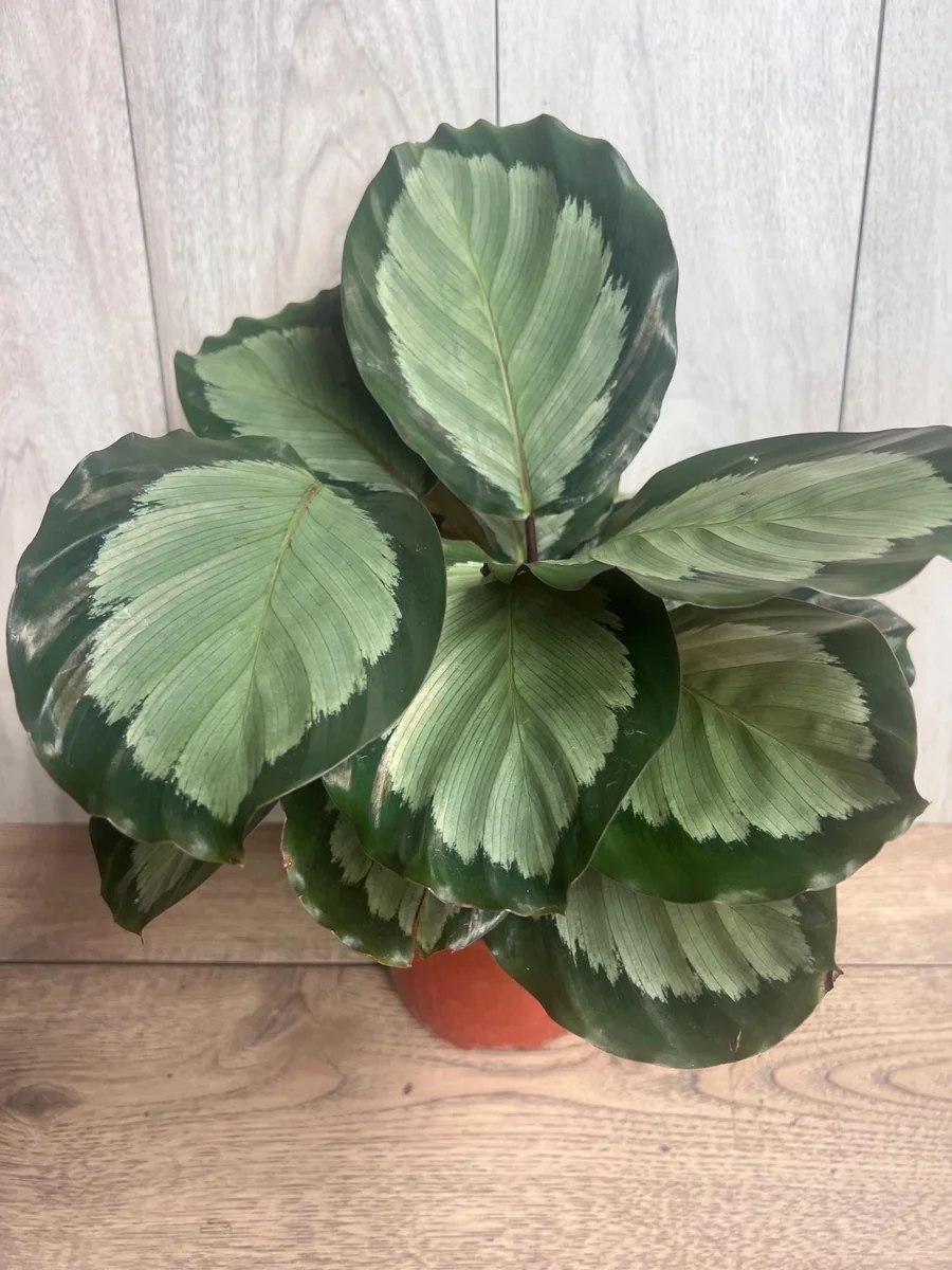 Calathea Picturata Live Plant – 6 Inch Pot – Indoor Houseplant for Home & Office - Image 5