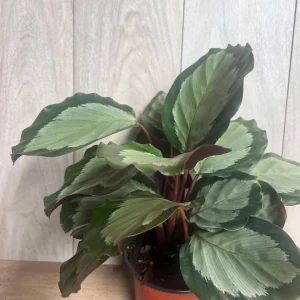 Calathea Picturata Live Plant – 6 Inch Pot – Indoor Houseplant for Home & Office - Image 6