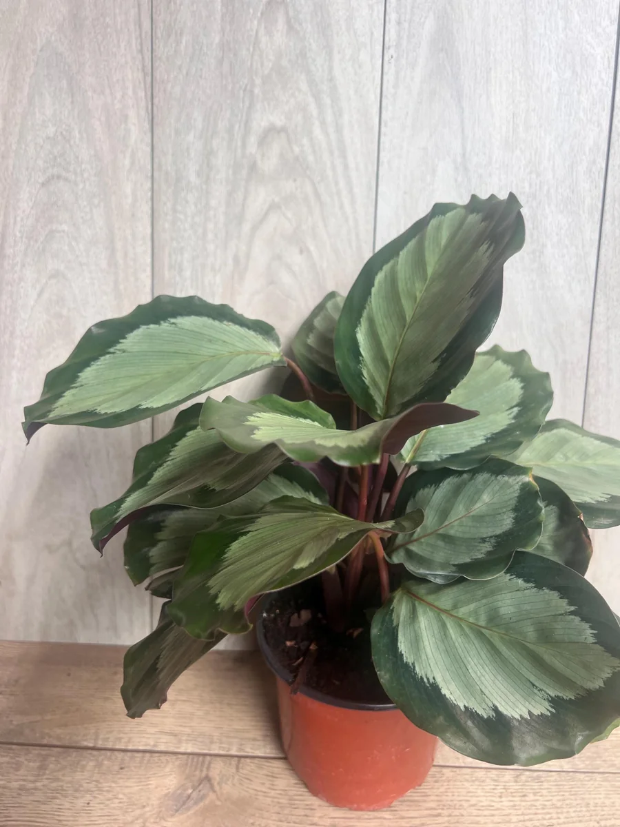Calathea Picturata Live Plant – 6 Inch Pot – Indoor Houseplant for Home & Office - Image 6