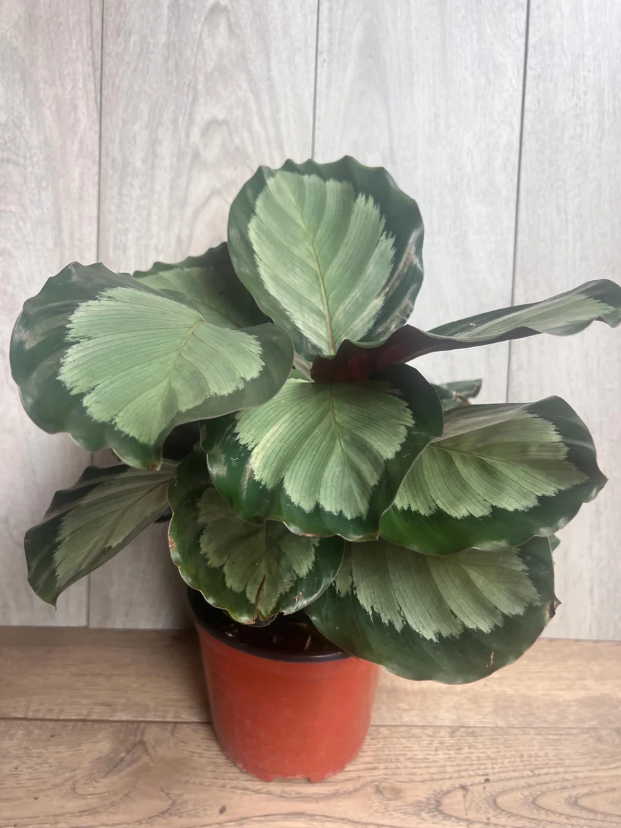 Calathea Picturata Live Plant – 6 Inch Pot – Indoor Houseplant for Home & Office - Image 8