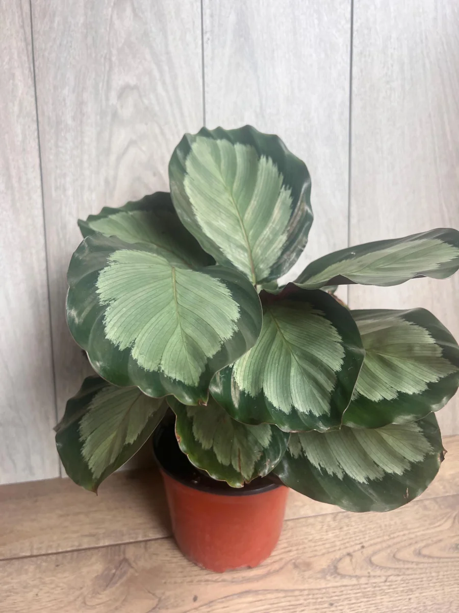 Calathea Picturata Live Plant – 6 Inch Pot – Indoor Houseplant for Home & Office - Image 9