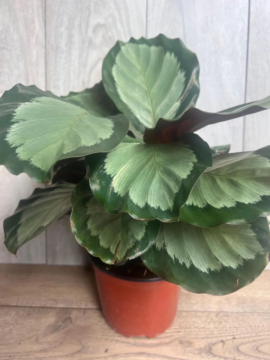 Calathea Picturata Live Plant – 6 Inch Pot – Indoor Houseplant for Home & Office - Image 1