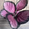 Calathea Pink Star Live Plant - 6 inch Pot - Stunning Indoor Houseplant - Image 1