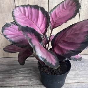 Calathea Pink Star Live Plant - 6 inch Pot - Stunning Indoor Houseplant - Image 2