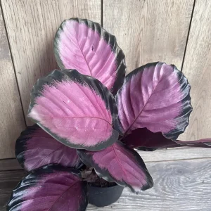 Calathea Pink Star Live Plant - 6 inch Pot - Stunning Indoor Houseplant - Image 7