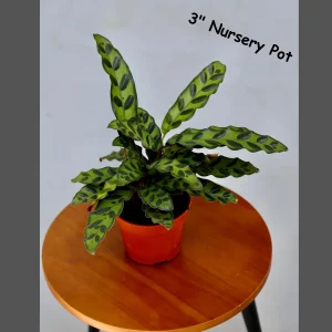 Calathea Rattlesnake Live Plant - Indoor Air Purifier Houseplant - 2-6 inch Pot - Image 4