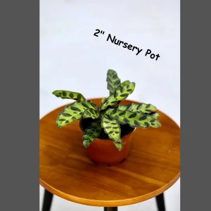 Calathea Rattlesnake Live Plant - Indoor Air Purifier Houseplant - 2-6 inch Pot - Image 5