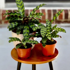 Calathea Rattlesnake Live Plant - Indoor Air Purifier Houseplant - 2-6 inch Pot - Image 6