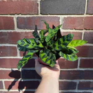 Calathea Rattlesnake Plant Live Plant – 2 inch Pot – Air Purifier Houseplant - Image 2