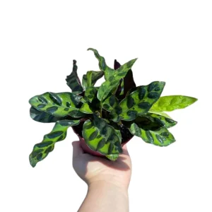 Calathea Rattlesnake Plant Live Plant – 2 inch Pot – Air Purifier Houseplant - Image 1