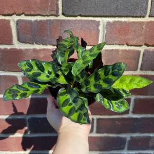 Calathea Rattlesnake Plant Live Plant – 2 inch Pot – Air Purifier Houseplant - Image 4