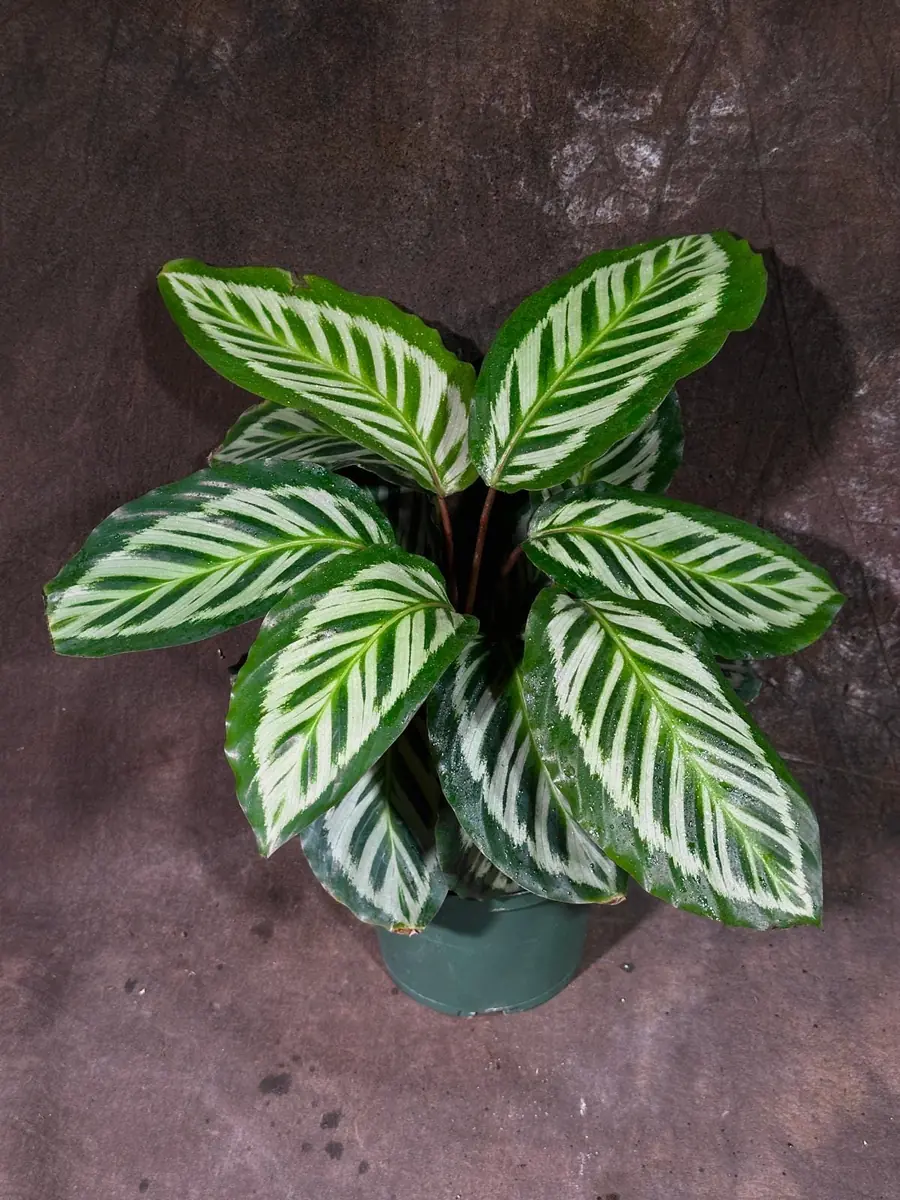 Calathea Roseopicta Cora Live Plant - Prayer Plant - 6 inch Grow Pot - Indoor Tropical Houseplant - Image 3