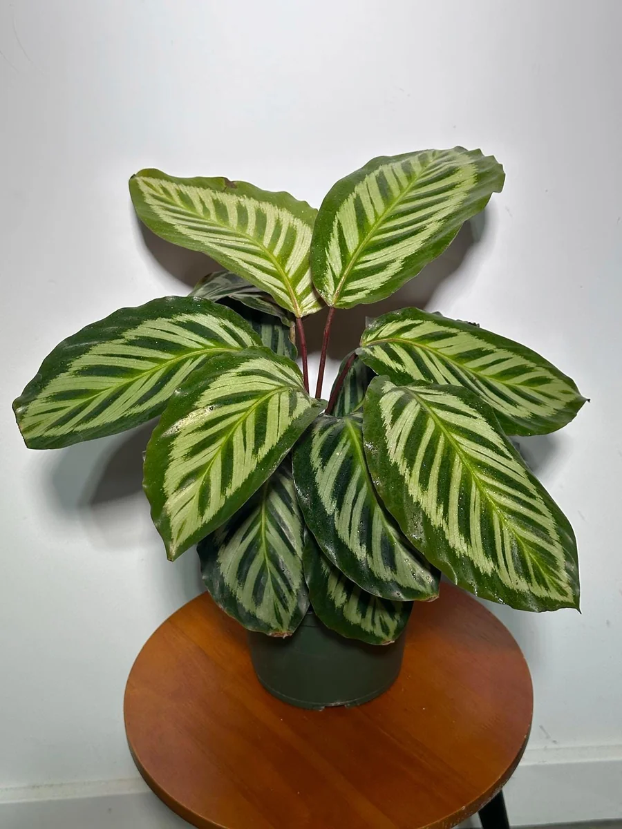 Calathea Roseopicta Cora Live Plant - Prayer Plant - 6 inch Grow Pot - Indoor Tropical Houseplant - Image 4