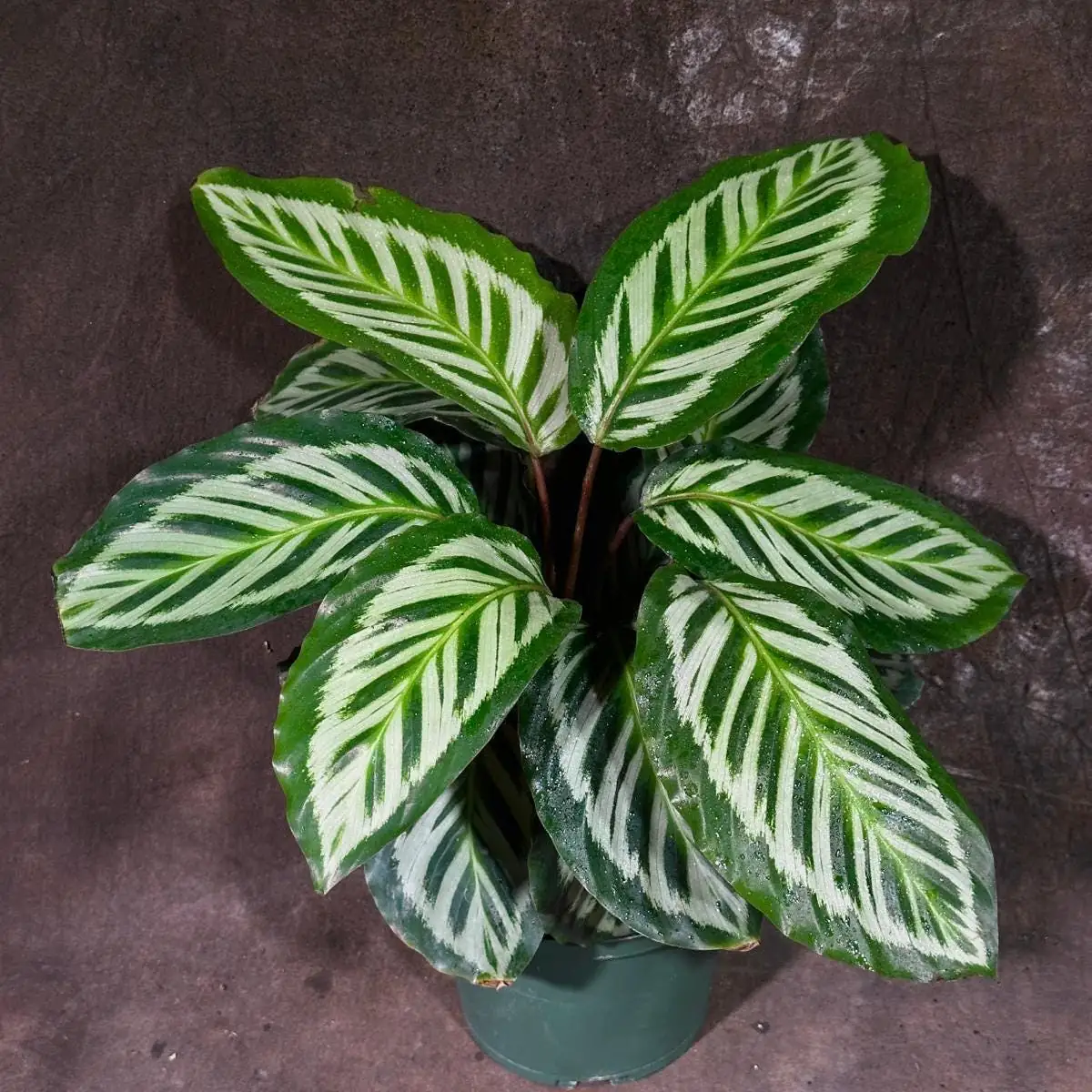 Calathea Roseopicta Cora Live Plant - Prayer Plant - 6 inch Grow Pot - Indoor Tropical Houseplant - Image 1
