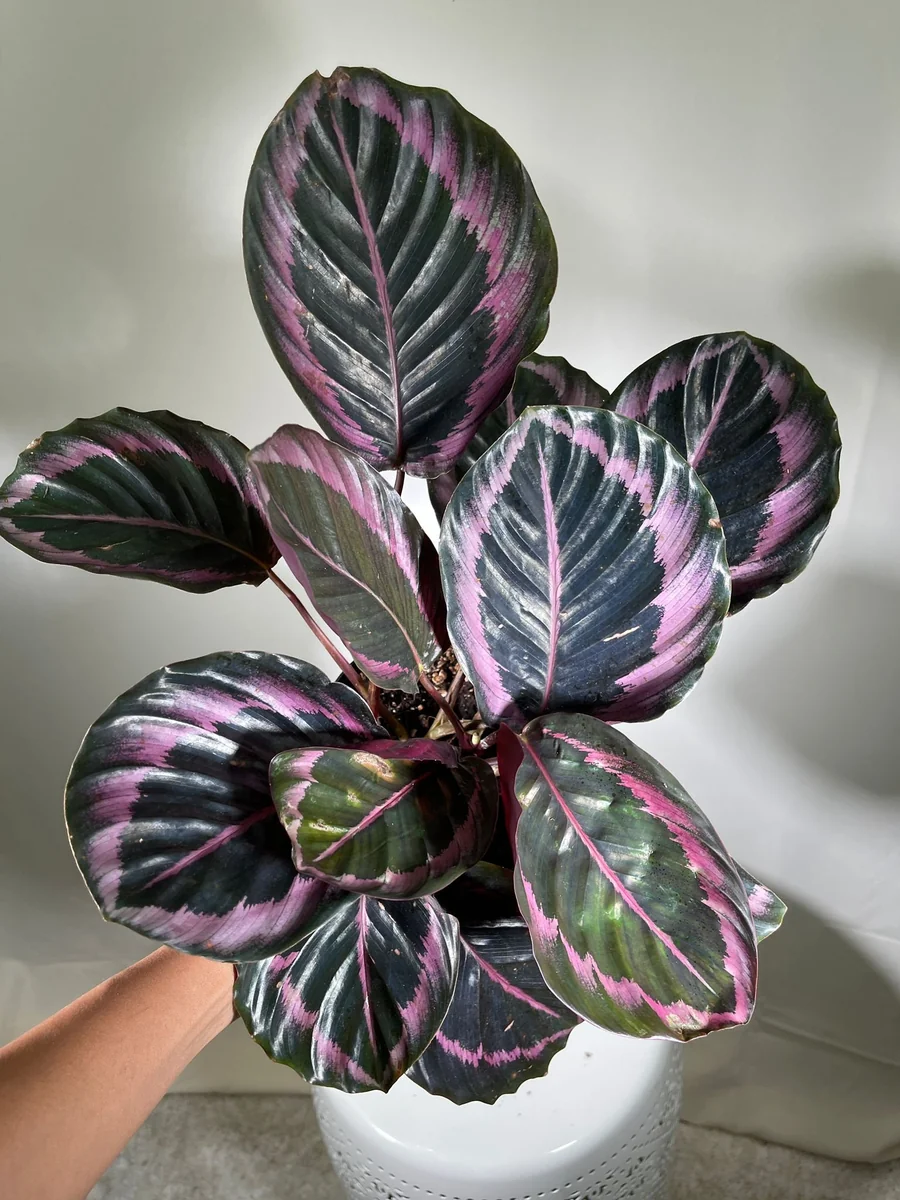 Calathea Roseopicta Dottie Live Plant 4 inch Pot - Rose Painted Calathea Indoor - Image 10