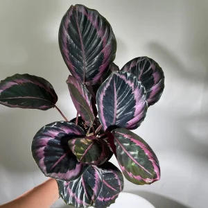 Calathea Roseopicta Dottie Live Plant 4 inch Pot - Rose Painted Calathea Indoor - Image 3