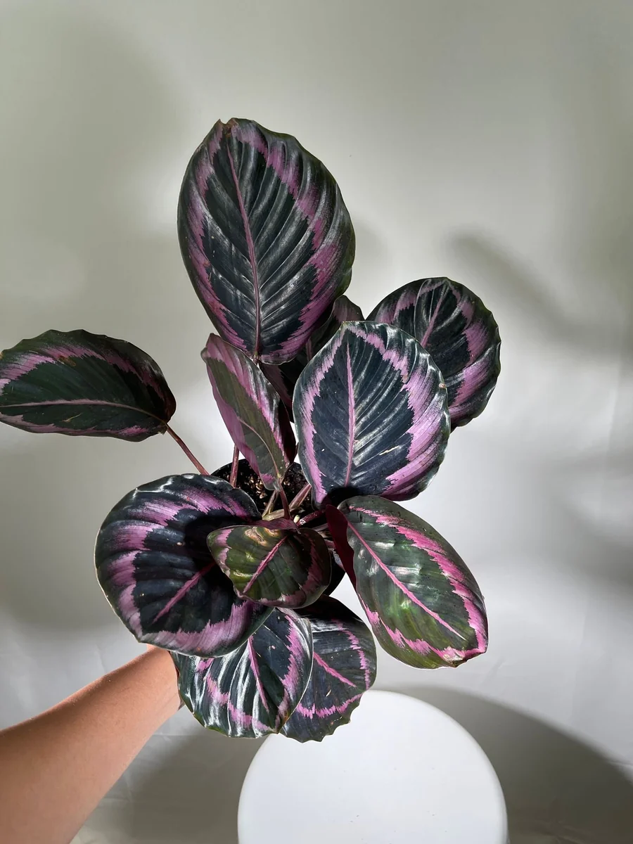 Calathea Roseopicta Dottie Live Plant 4 inch Pot - Rose Painted Calathea Indoor - Image 3